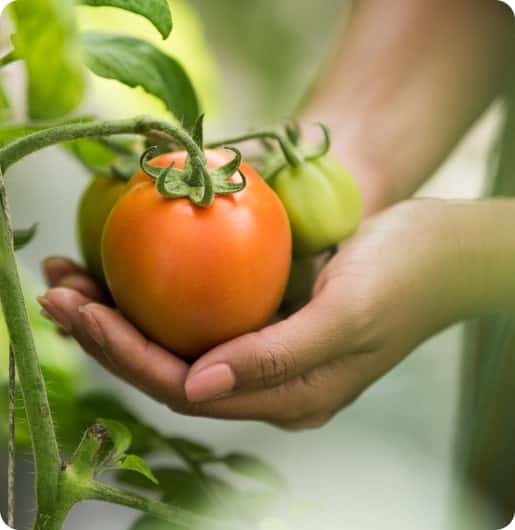 Bringing nature bounty  to your plate - 世界杯投注平台